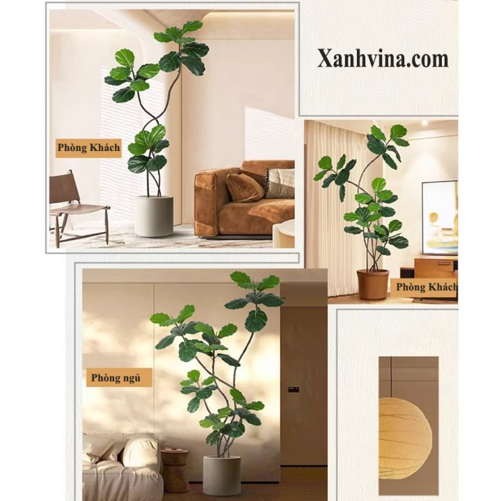 Cây cảnh giả Ficus